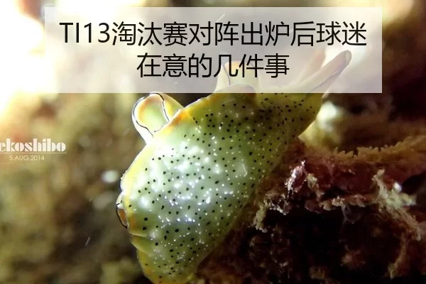 TI13淘汰赛对阵出炉后球迷在意的几件事
